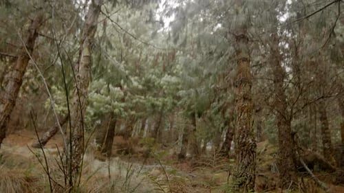 Foggy Forest with Evergreen Trees in Daytime