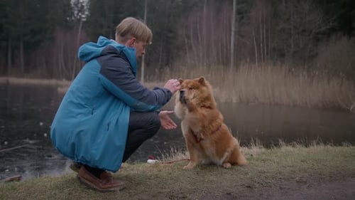Adult Training Chow Chow Dog Outdoors