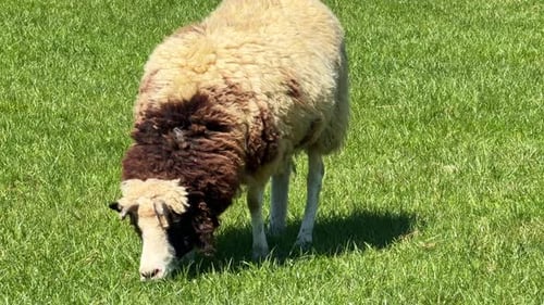 Horned sheep with thick wool grazing in green field