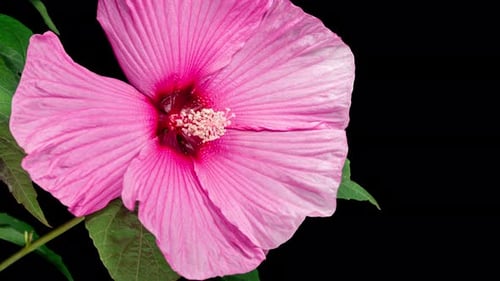 Time Lapse of a Pink Flower Blooming on Black