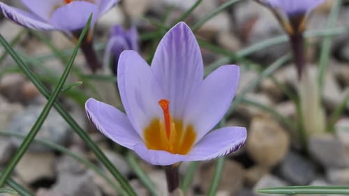 Crocuses with beautiful flowers multicolored. The most beautiful flowers of spring