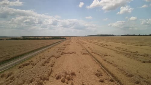 Wheat field aerial view in Ukraine