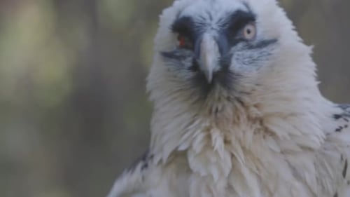 Portrait détaillé du gypaète barbu Gypaetus Barbatus d'un oiseau de montagne rare