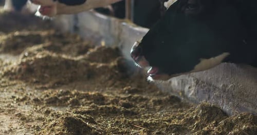 Dairy Cattle Farming