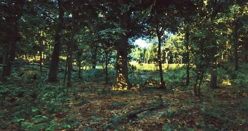A Serene Forest Filled with Tall Trees and Dense Foliage Under a Clear Sky