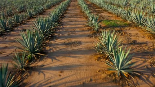 Blue agave fields tequila fertile land to plant maguey liquor mezcal landscape planting lands