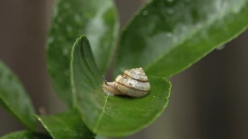 Garden snail emerges from shell and slides along leaf