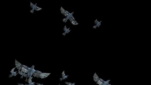 Realistic Animated Flock of Black Birds Flying Seamless Loop