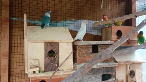 birds in cages are playing