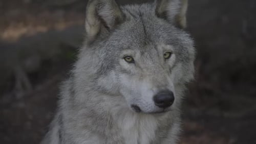 Close Up of Gray Wolf Staring Intently