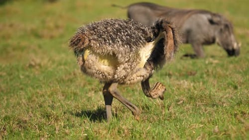 Nahaufnahme von Straußenbabys, die laufen und Gras essen, mit Warzenschwein im Hintergrund
