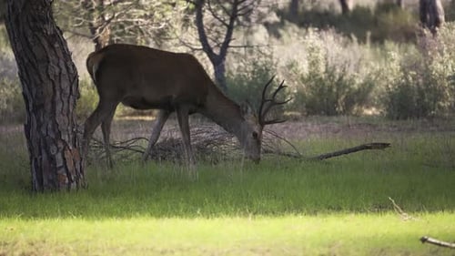 Wild deer with antlers grazing in green meadow on forestry landscape