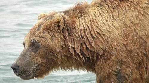 Brown Bear in River