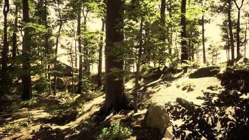 Sonnenstrahlen durch dicke Bäume, Äste im dichten grünen Wald