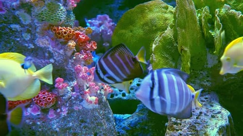 Poissons tropicaux nageant sur le récif corallien Poissons tropicaux
