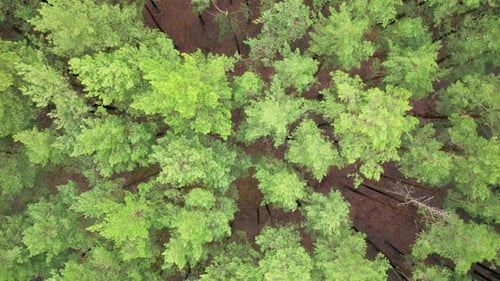 Forest Pine Wood Aerial View Green Tree Landscape Spring Colorful