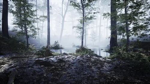 Panoramic View of the Majestic Evergreen Forest in a Morning Fog