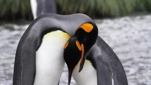 Two Penguins Stand Closely Together