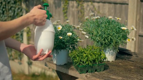 Close Up Watering Flowers in the Sunshine