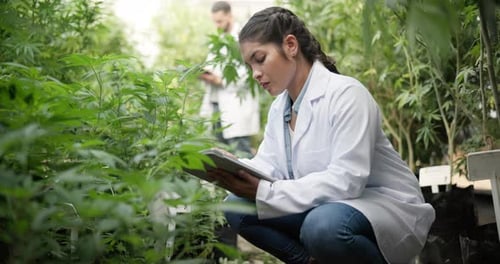 Headache, tired and woman scientist with tablet for plant research, agriculture