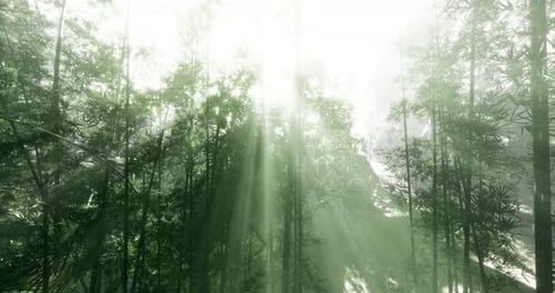 Serene Sunlight Filtering Through Bamboo Trees in a Lush Forest