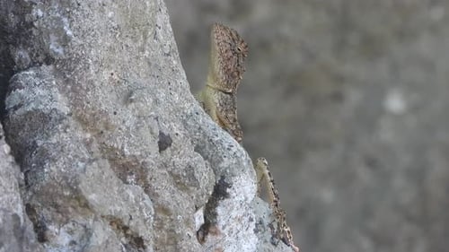 Lizard -tree - food -waiting -pry.