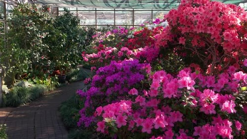 Close Up of Amazing Multicolored Azalea Flowers Blooming in Greenhouse