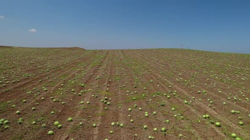 La saison de cueillette des pastèques a commencé, des centaines d'hectares de champs de pastèques sont prêts à être cueillis