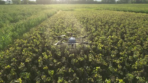 Agricultural Drone Spraying Sunflower Field 17
