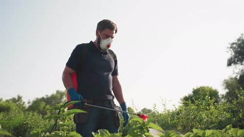 Man spraying pesticide on strawberry field during the day