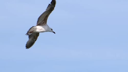 Close up tracking of seagull flying under blue sky during daytime.