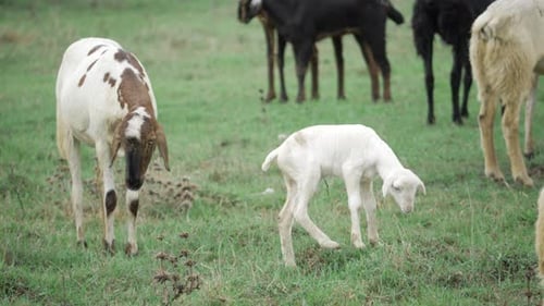 Fomentando la cría de cabras del futuro para lograr medios de vida sostenibles