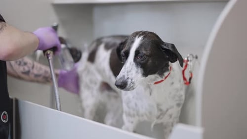 Professional Groomer is Washing Mongrel Dog in Zoosalon or Animal Shelter Grooming Dogs