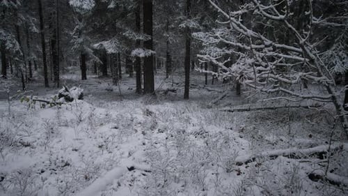 Alaska Chilly Forest with Abundant Fauna and Perfect for Study Icy Forest Setting Offering Excellent