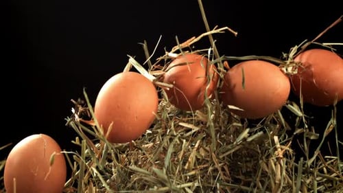 Chicken Eggs Fly with Hay Filmed on a Highspeed Camera at 1000 Fps