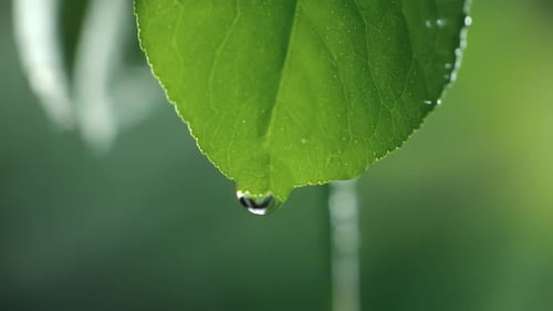 Slow Motion Macro Shot of Water Droplet Falling From Fresh Green Leaf Alternative Herb Skin Care