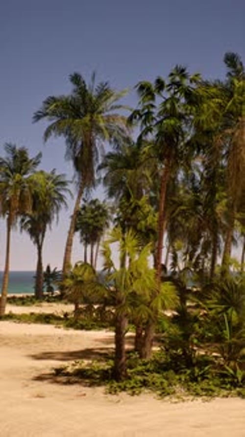 Sandy Beach With Palm Trees and Ocean