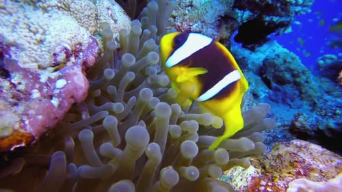 Underwater Clownfish And Sea Anemones