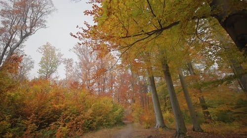 A walk in the autumn park. The narrow trail leads between the tall trees.
