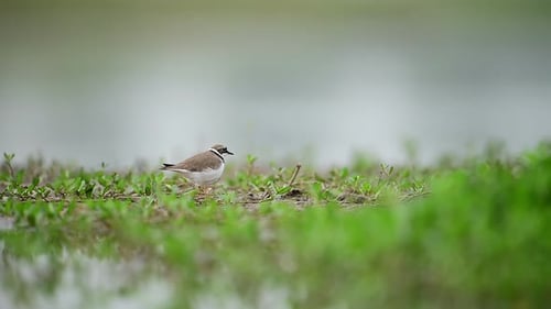 Little Ringed Plover Cleaning feathers after bath in fresh water