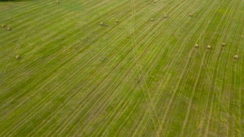 Aerial view of fresh silage wheat hay bales on a grassy green and brown farm field, day time.