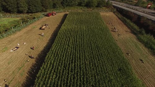 Corn Field Harvest Tractor Aerial View 08