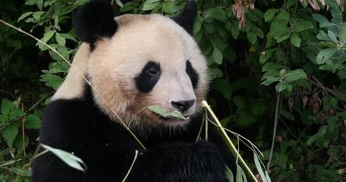 Giant Panda, ailuropoda melanoleuca, Adult eating Bamboo Branch, Real Time 4K