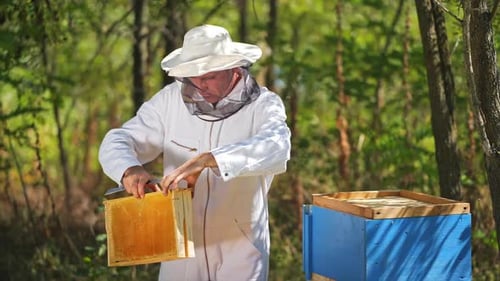Beekeeper Inspecting Honeycomb Frames in Bee Hive