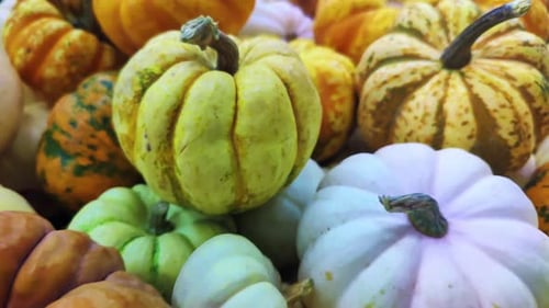Colorful Halloween Pumpkins On Market Counter