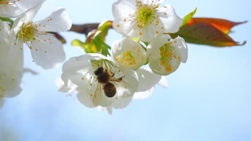 Bees Pollinating White Cherry Blossoms in Spring