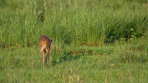 Gray Brocket Deer Grazing in Ibera Wetlands