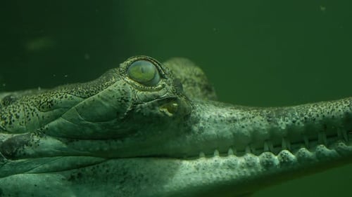 Tête en gros plan d'un jeune crocodile flottant sous l'eau, prêt à attaquer