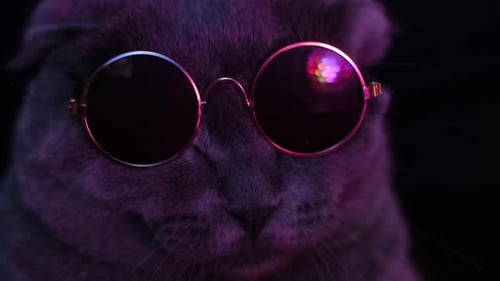 Cat Wearing Round Reflective Sunglasses Close Up