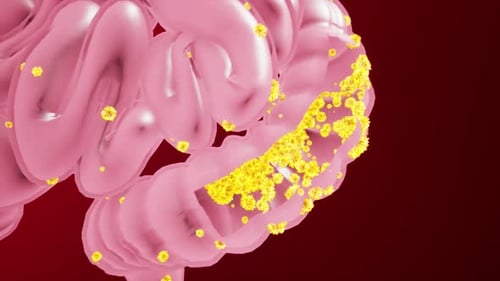 3D Illustration of Human Digestive System